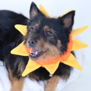 SunBurst Dog Collar