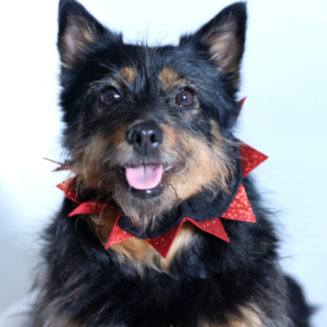 Spike-a Delic Dog collar