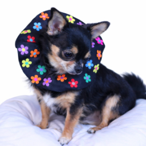 Make Me Cute Dog Collar