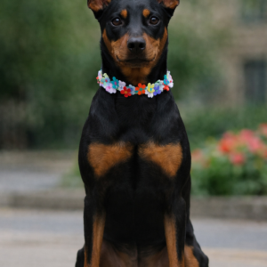 My Lace Flower Dog Collar