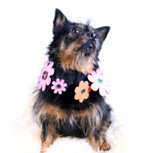 Flower Button Dog Collar