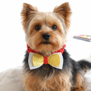 Little Bow Dog Collar
