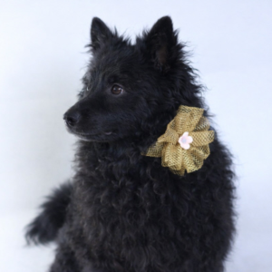 Sassy Flower Dog Collar